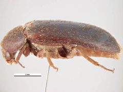 Dermestes peruvianus by Simon Hinkley &amp; Ken Walker, Museum Victoria. Used under a CC BY 3.0 au license.