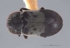 CASTYPE8219 Dermestes reductus Dorsal by California Academy of Sciences. Used under a CC BY-SA 3.0 license.