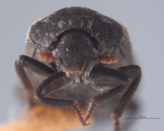CASTYPE8219 Dermestes reductus Head by California Academy of Sciences. Used under a CC BY-SA 3.0 license.
