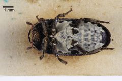NHMUK014092457 Dermestes sardous Kust--whole ventral X 1.25 by NHM Beetles and Bugs. Used under a CC BY 2.0 license.