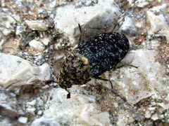 Dermestes undulatus 13 by Слободан Стевчић. Used under a CC BY-SA 4.0 license.