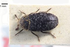 NHMUK014092448 Dermestes undulatus Brahm--whole dorsal X 1.25 by NHM Beetles and Bugs. Used under a CC BY 2.0 license.