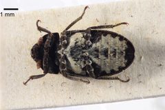 NHMUK014092449 Dermestes undulatus Brahm--whole ventral X 1.25 by NHM Beetles and Bugs. Used under a CC BY 2.0 license.