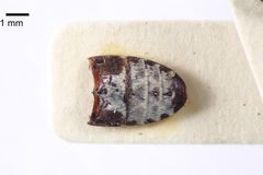 NHMUK014092450 Dermestes undulatus martensi Kalik-PT-whole abdomen X 1.25 by NHM Beetles and Bugs. Used under a CC BY 2.0 license.