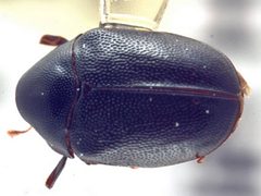 Orphilus ater by CBG Photography Group, Centre for Biodiversity Genomics. Used under a CC BY 3.0 license.