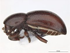 Thorictodes heydeni by Clare McLellan, Museum Victoria. Used under a CC BY 3.0 au license.