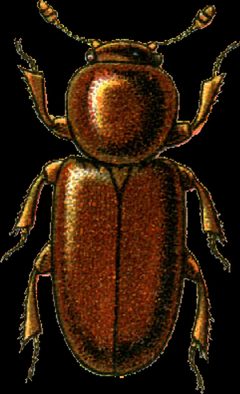 Thorictodes heydeni Jacobson by Georgiy Jacobson. Used under a Public domain license.