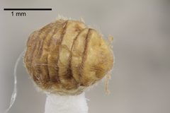 NHMUK014092443 Thylodrias contractus female-Author USA-whole X 4 by NHM Beetles and Bugs. Used under a CC BY 2.0 license.
