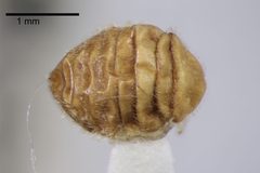 NHMUK014092443 Thylodrias contractus female-Author USA-whole dorsal X 4 again by NHM Beetles and Bugs. Used under a CC BY 2.0 license.