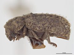 Endecatomus rugosus by Sarah McCaffrey, Museum Victoria. Used under a CC BY 3.0 au license.