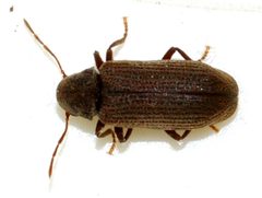Anobium-punctatum-09-fws by Francisco Welter-Schultes. Used under a CC0 license.