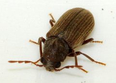Anobium-punctatum-10-fws by Francisco Welter-Schultes. Used under a CC0 license.