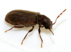 Anobium-punctatum-12-fws by Francisco Welter-Schultes. Used under a CC0 license.