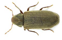 Anobium punctatum above by Siga. Used under a CC BY-SA 3.0 license.