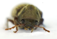 Anobium punctatum front by Siga. Used under a CC BY-SA 3.0 license.