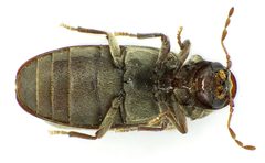 Anobium punctatum under by Siga. Used under a CC BY-SA 3.0 license.