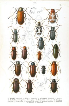 Reitter-1911-plate121 by Edmund Reitter
. Used under a Public domain license.