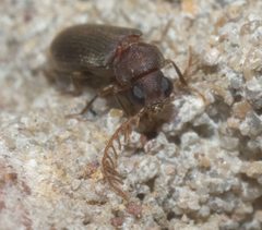 Euceratocerus gibbifrons P1210075a by
xpda. Used under a CC BY-SA 4.0 license.