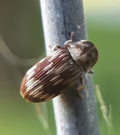 Hadrobregmus notatus 131808504 by Will Linnard. Used under a CC BY 4.0 license.