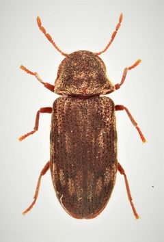 Hadrobregmus notatus 280144379 by Nick Bédard. Used under a CC0 license.