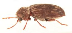 Hadrobregmus notatus 280144393 by Nick Bédard. Used under a CC0 license.