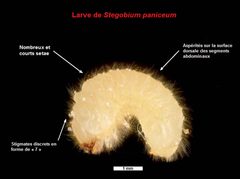 Stegobium paniceum-fr by Simon Hinkley & Ken Walker (Musée Victoria - Melbourne - Australie)
derivative works: Omondi (talk). Used under a CC BY 3.0 license.