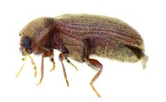 Stegobium paniceum side by Siga. Used under a CC BY-SA 3.0 license.