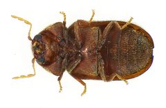 Stegobium paniceum under by Siga. Used under a CC BY-SA 3.0 license.