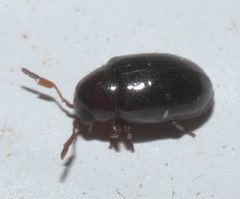 Calymmaderus nitidus P1200386a by 
xpda. Used under a CC BY-SA 4.0 license.