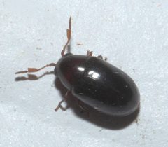 Calymmaderus nitidus P1200387b by 
xpda. Used under a CC BY-SA 4.0 license.