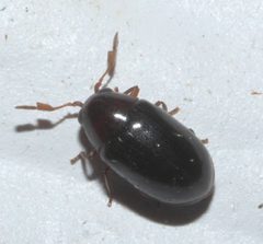 Calymmaderus nitidus P1200388a by 
xpda. Used under a CC BY-SA 4.0 license.