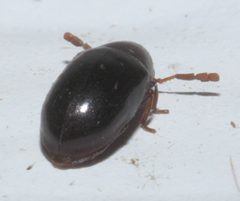 Calymmaderus nitidus P1200389a by 
xpda. Used under a CC BY-SA 4.0 license.