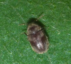Protheca hispida P1000666a by 
xpda. Used under a CC BY-SA 4.0 license.