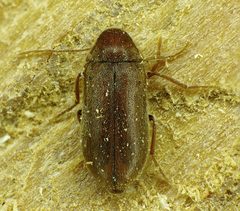 Ernobius mollis above by Siga. Used under a CC BY-SA 3.0 license.