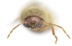 Ernobius mollis front by Siga. Used under a CC BY-SA 3.0 license.