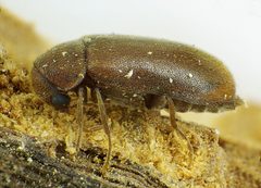 Ernobius mollis side by Siga. Used under a CC BY-SA 3.0 license.
