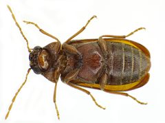 Ernobius mollis under by Siga. Used under a CC BY-SA 3.0 license.