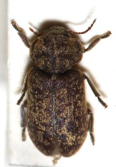 Xestobium.rufovillosum by Sarefo. Used under a CC BY-SA 3.0 license.