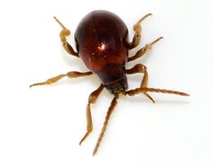 Gibbium-04-fws by Francisco Welter-Schultes. Used under a CC0 license.