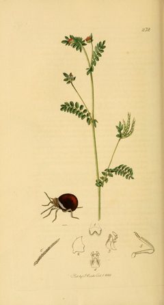 Britishentomologyvolume2Plate232 by John Curtis
. Used under a Public domain license.