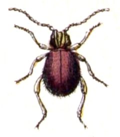 Mezium.affine.-.calwer.28.23 by Emil Hochdanz
. Used under a Public domain license.