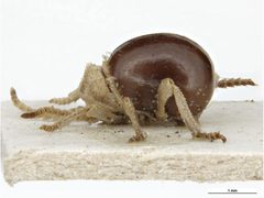 Mezium americanum by K. Walker, Museum Victoria. Used under a CC BY 3.0 au license.