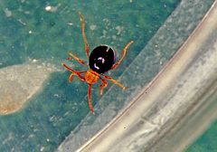 Mezium americanum 2 by Whitney Cranshaw, Colorado State University, Bugwood.org. Used under a CC BY 3.0 license.