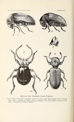 The tobacco beetle BHL41830158 by Runner, G. A.. Used under a Public domain license.