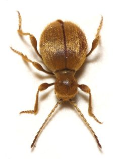 Niptus.hololeucus by Sarefo. Used under a CC BY-SA 3.0 license.