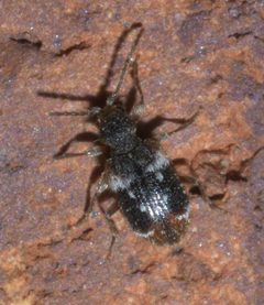 Ptinus bimaculatus P1600145a by 
xpda. Used under a CC BY-SA 4.0 license.