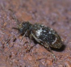 Ptinus bimaculatus P1600146a by 
xpda. Used under a CC BY-SA 4.0 license.