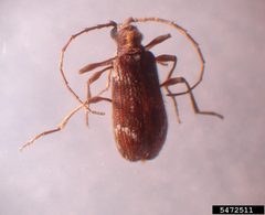 Ptinus fur 2 by Mohammed El Damir, Pest Management, Bugwood.org. Used under a CC BY 3.0 license.