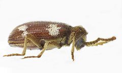 Ptinus sexpunctatus side by Siga. Used under a CC BY-SA 3.0 license.