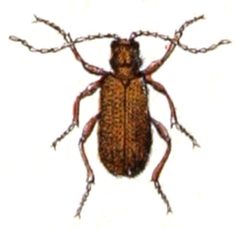 Ptinus.latro.-.calwer.28.21 by Emil Hochdanz
. Used under a Public domain license.